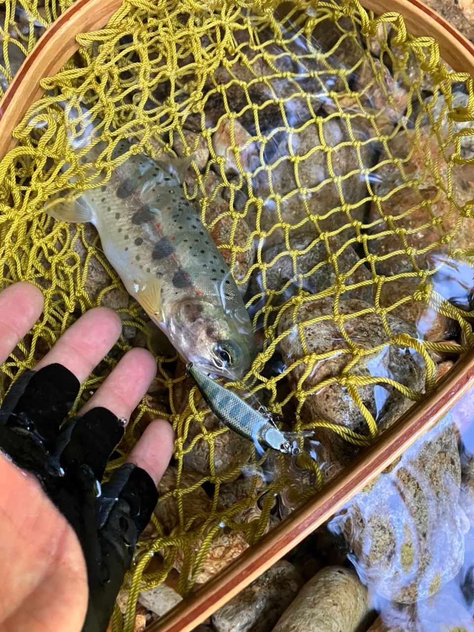 ジャクソン　カワセミラプソディ　KWSM-C411UL カワセミラプソディ ジャクソン KWSM-S411L(Jackson) スピニング 2