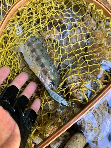 アマゴの釣果