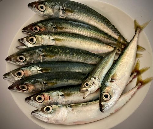 サバの釣果