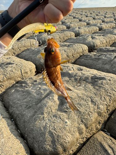 キジハタの釣果