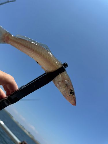 キスの釣果