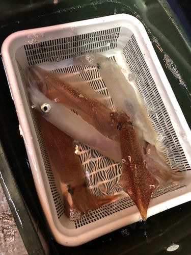 アカイカの釣果