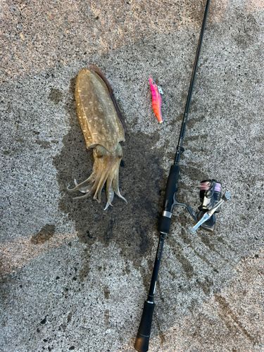 モンゴウイカの釣果