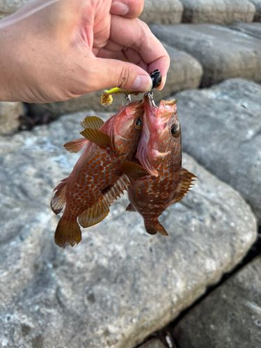 キジハタの釣果