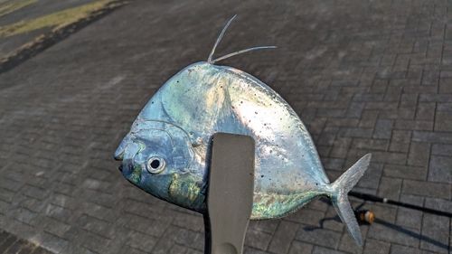 ギンカガミの釣果