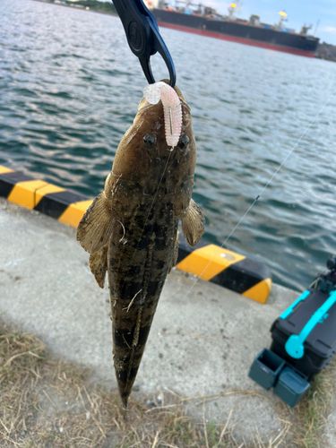 キジハタの釣果