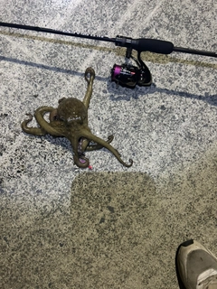 タコの釣果