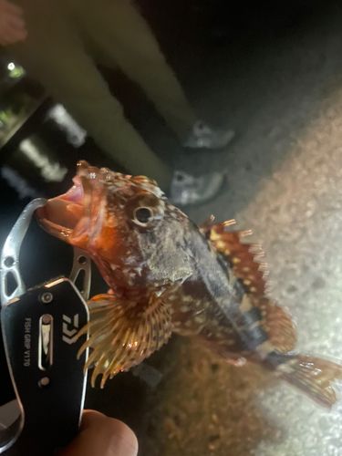 カサゴ