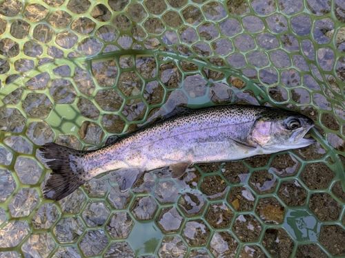 ニジマスの釣果