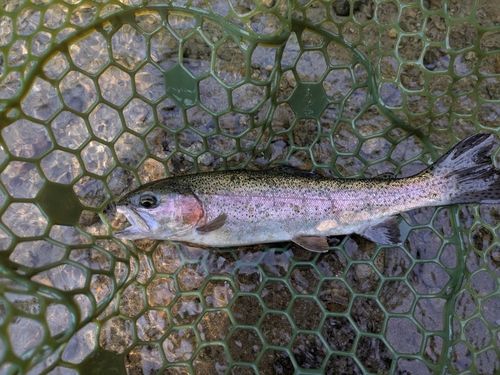 ニジマスの釣果