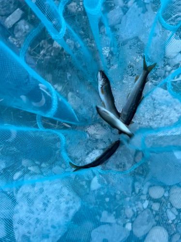 アユの釣果