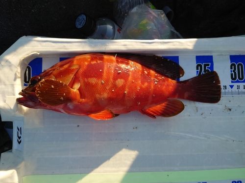 アカハタの釣果