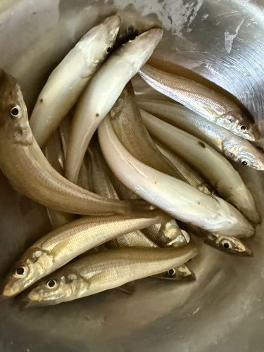 キスの釣果