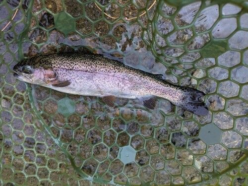 ニジマスの釣果