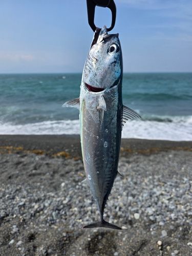 ソウダガツオの釣果