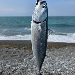 ソウダガツオ