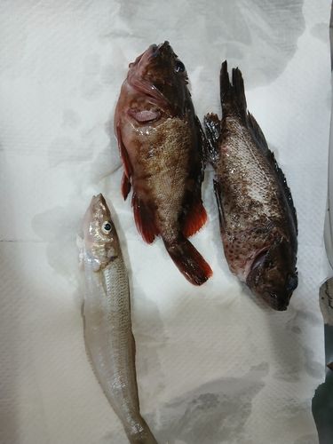 キスの釣果