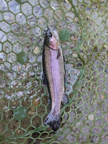 ニジマスの釣果