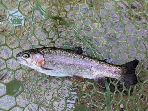 ニジマスの釣果