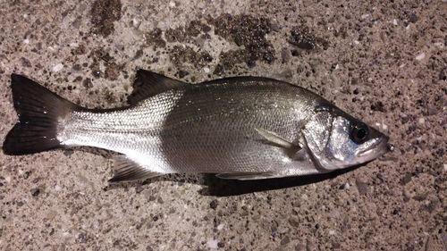 ヒラスズキの釣果