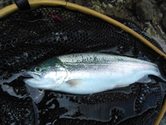 ニジマスの釣果