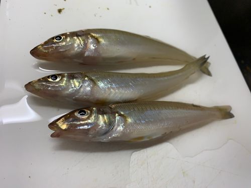 シロギスの釣果