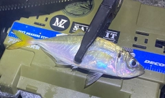 マアジの釣果