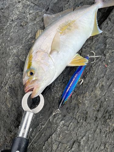 ネリゴの釣果