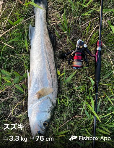 シーバスの釣果