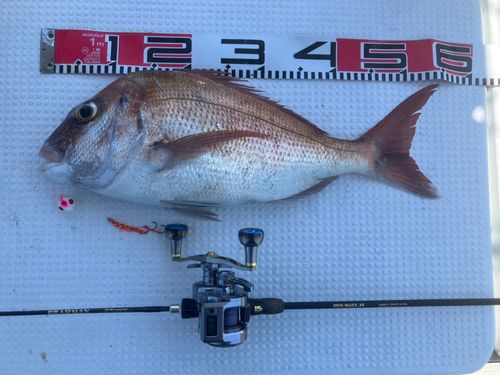 マダイの釣果