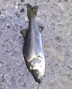 セイゴ(ヒラスズキ)の釣果