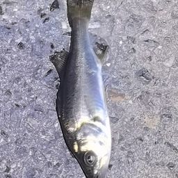 セイゴ(ヒラスズキ)