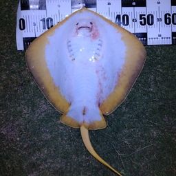 アカエイ