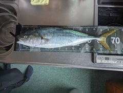 ワラサの釣果