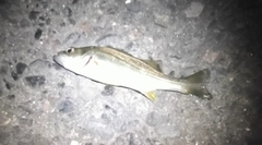 セイゴ(ヒラスズキ)の釣果