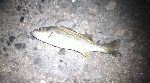 セイゴ（ヒラスズキ）の釣果