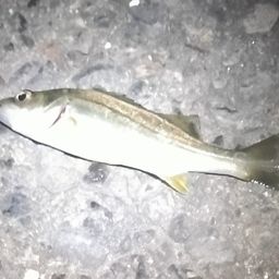 セイゴ(ヒラスズキ)