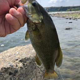 スモールマウスバス