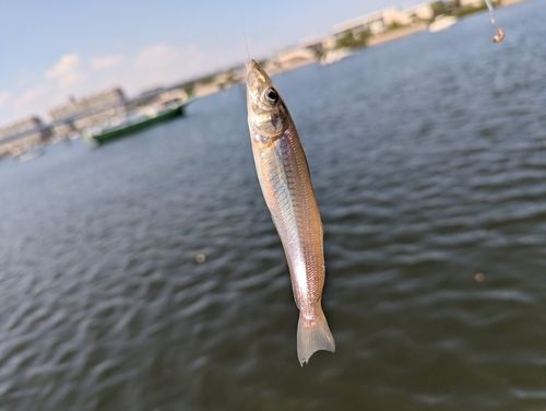 シロギスの釣果
