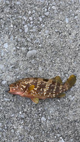 アコウの釣果