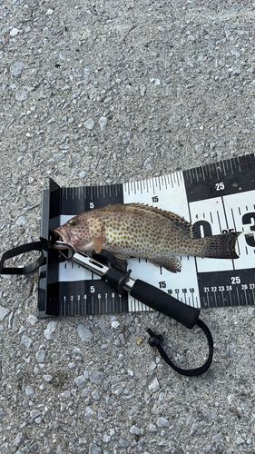 オオモンハタの釣果