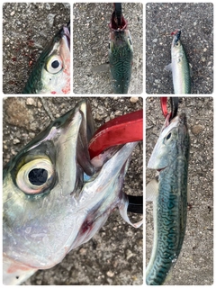 サバの釣果