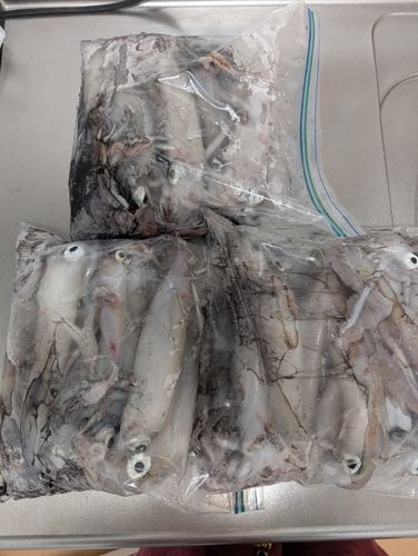 シロイカの釣果