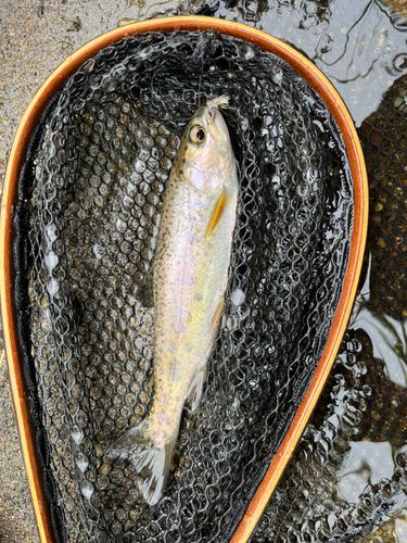 ニジマスの釣果