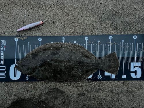 ヒラメの釣果