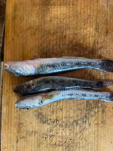 ハゼの釣果