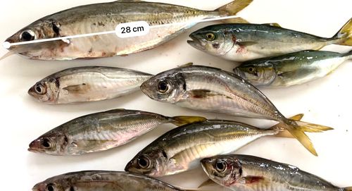 アジの釣果