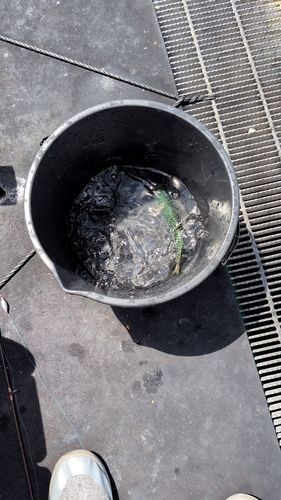 アオアジの釣果
