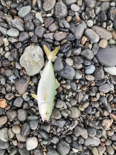 ワカシの釣果