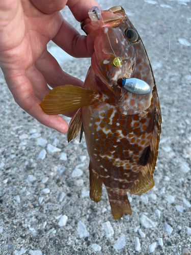 キジハタの釣果